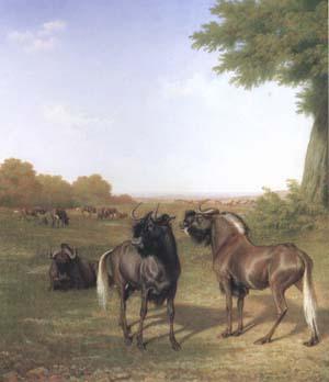 Jacques-Laurent Agasse White-Tailed Gnus (mk25) Norge oil painting art
